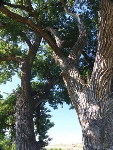 111 - Magical Cottonwoods, Guernsey Wyoming